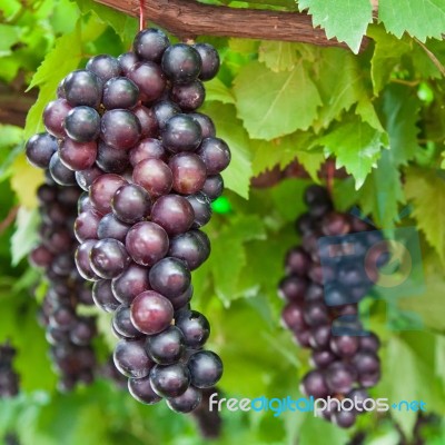 Ripening Grape Clusters On The Vine Stock Photo