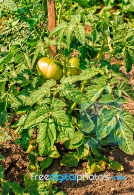 Ripening Green Tomatoes In The Garden Stock Photo