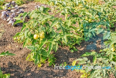 Ripening Green Tomatoes In The Garden Stock Photo