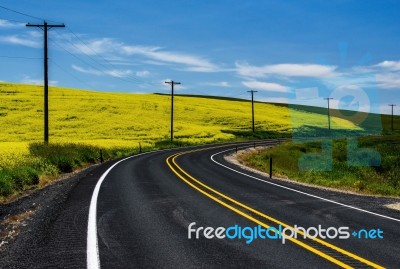 Road And Canola Flowers Stock Photo