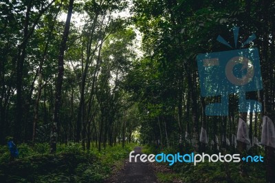 Road Though Rubber Tree Plantation Stock Photo