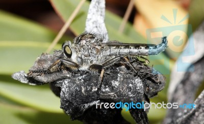Robber Fly Stock Photo