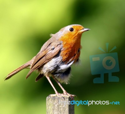 Robin Stock Photo