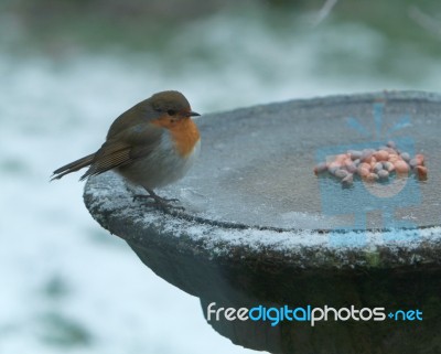 Robin On Ice Stock Photo