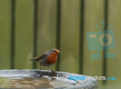 Robin Redbreast Stock Photo