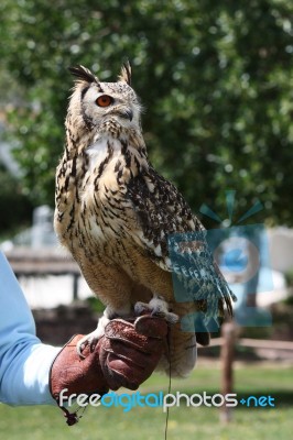 Rock Eagle-owl Stock Photo