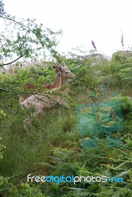 Roe Deer Stock Photo