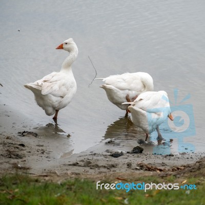 Roman Tufted Geese In The Danube Delta Stock Photo