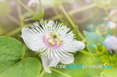 Romantic Nature Wild Grass Flower,passiflora  With Rain Drop, Ge… Stock Photo