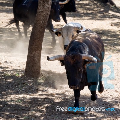 Ronda, Andalucia/spain - May 8 : Bulls Running At A Farm Near Ro… Stock Photo