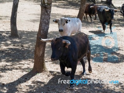 Ronda, Andalucia/spain - May 8 : Bulls Running At A Farm Near Ro… Stock Photo