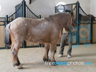 Ronda, Andalucia/spain - May 8 : Percheron Picadors Horse In A S… Stock Photo