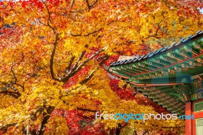 Roof Of Gyeongbukgung And Maple Tree In Autumn In Korea Stock Photo