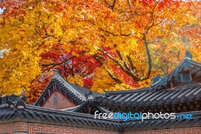 Roof Of Gyeongbukgung And Maple Tree In Autumn In Korea Stock Photo
