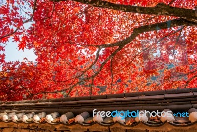 Roof Of Gyeongbukgung And Maple Tree In Autumn In Korea Stock Photo Roof Of Gyeongbukgung And Maple Tree In Autumn In Korea Stock Photo