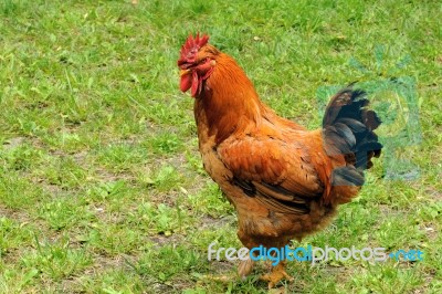 Rooster Stock Photo