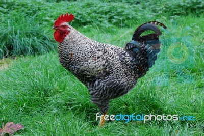 Rooster Stock Photo