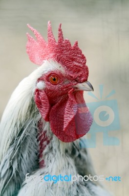 Rooster Stock Photo
