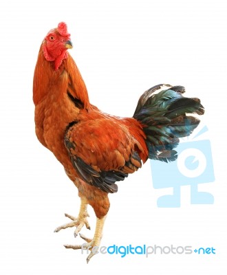 Rooster Isolated On White Background Stock Photo