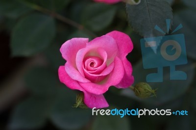 Rose Stock Photo