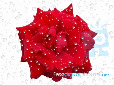 Rose And Drops Stock Image Rose And Drops Stock Image