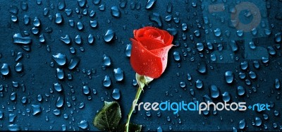 Rose Drops Stock Image