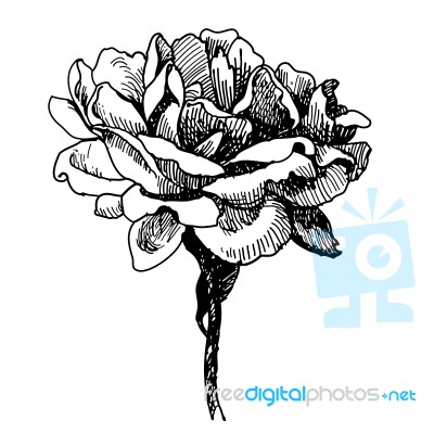 Rose Flower  Doodle Hand Drawn Stock Image