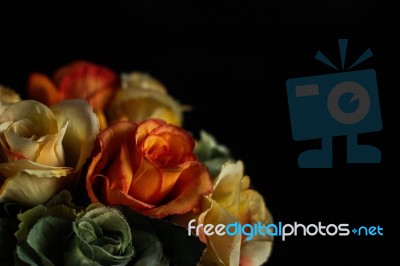 Roses On A Black Background Stock Photo