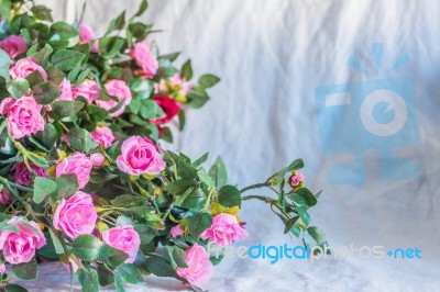 Roses On A White Background Stock Photo