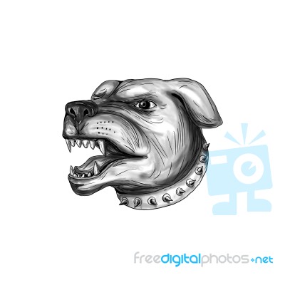 Rottweiler Dog Head Growling Tattoo Stock Image