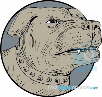 Rottweiler Guard Dog Head Aggressive Drawing Stock Image