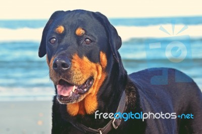 Rottweiler On The Beach Stock Photo