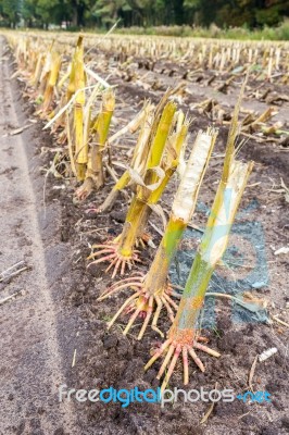 Row Of  Cut Corn Subbles On Soil Stock Photo