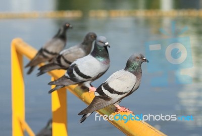 Row Of Pigeons Perching On Yellow Metal Bar Stock Photo