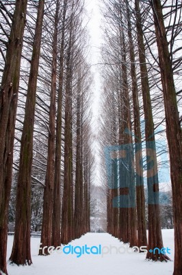 Row Of Pine Trees Stock Photo Row Of Pine Trees Stock Photo