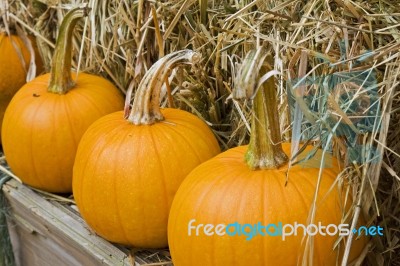 Row Of Pumpkins Stock Photo