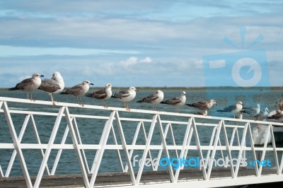 Row Of Seagulls Stock Photo