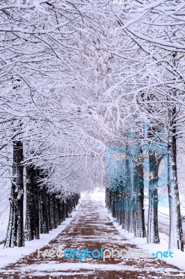 Row Of Trees In Winter With Falling Snow Stock Photo