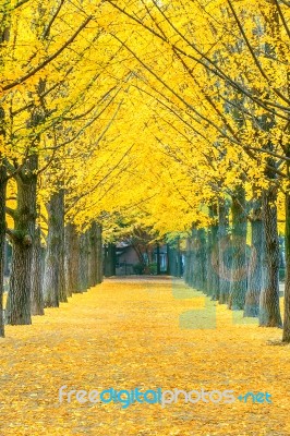 Row Of Yellow Ginkgo Tree In Nami Island, Korea Stock Photo