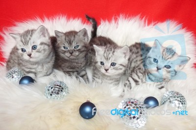 Row Young Tabby Cats On Sheep Skin With Christmas Balls Stock Photo