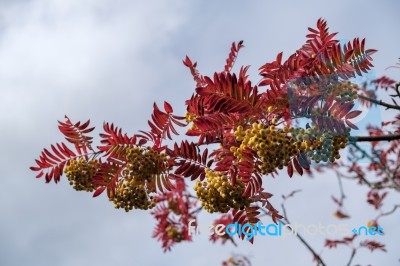 Rowan Or Mountain Ash Tree (sorbus Aucuparia)  Joseph Rock Berri… Stock Photo