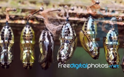 Rows Of Butterfly Cocoons Stock Photo