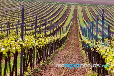 Rows Of Vineyard Grape Vines. Spring Landscape With Green Vineya… Stock Photo