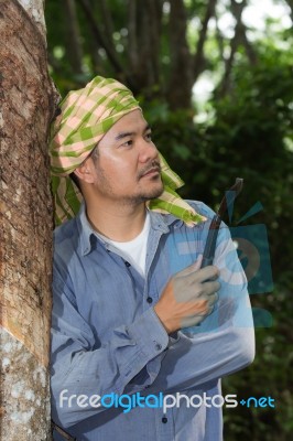 Rubber Farmer Stock Photo