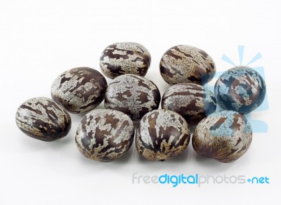 Rubber Seed Stock Photo