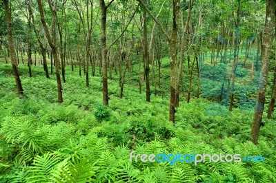 Rubber Trees Stock Photo Rubber Trees Stock Photo