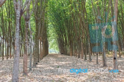 Rubber Trees Stock Photo