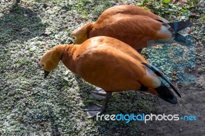 Ruddy Shelduck Or Brahminy Duck (tadorna Ferruginea) Stock Photo
