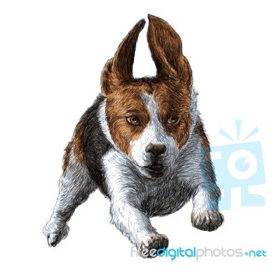Running Beagle Stock Image