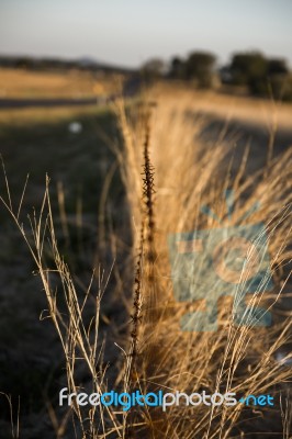 Rusted Sharp Timber And Metal Barb Wire Fence Stock Photo